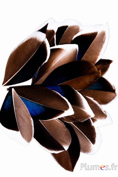 Petali in piume - 5-8 cm x 3-4 cm - naturale